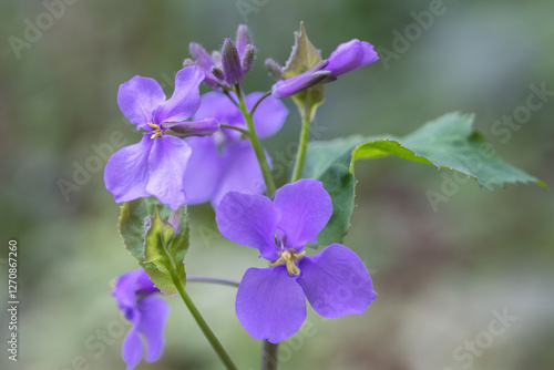 Chinese violet cress photo