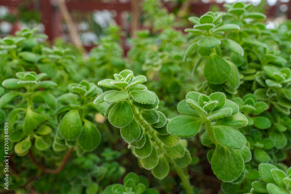 Close-up photo of green Cuban oregano (Plectranthus tomentosa) leaves growing Close-up photo of green Cuban oregano (Plectranthus tomentosa) leaves growing