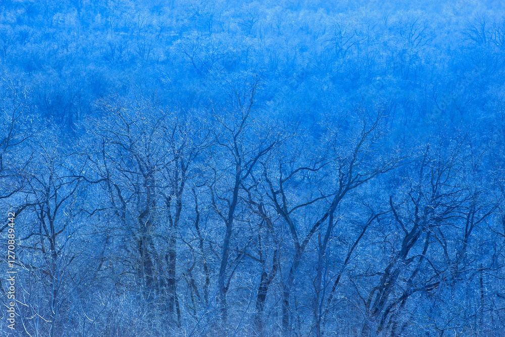 Dense forest with numerous leafless trees, all covered in layer of frost like a winter scene. Uniformity and tranquility of frosty landscape which creates serene and almost monochromatic visual effect