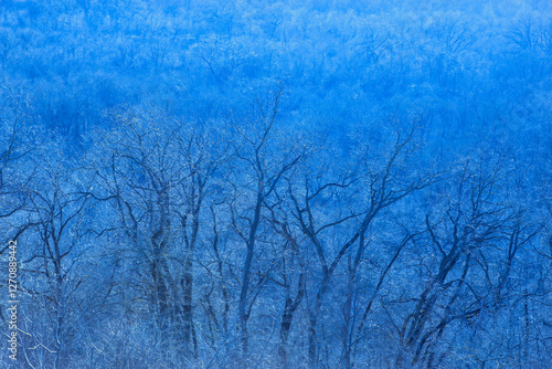 Obraz na płótnie Dense forest with numerous leafless trees, all covered in layer of frost like a winter scene. Uniformity and tranquility of frosty landscape which creates serene and almost monochromatic visual effect w salonie