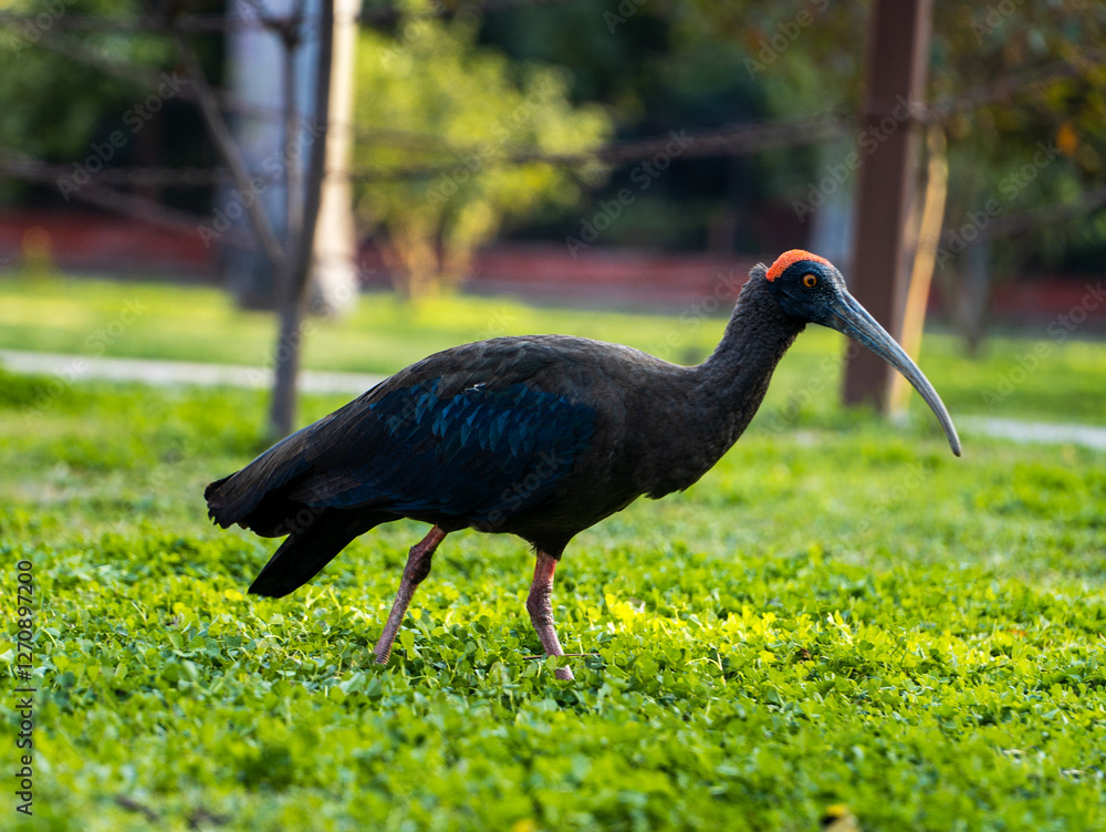 Naklejka premium Wild Red naped ibis or Indian black ibis or Pseudibis papillosa bird closeup or portraits (Selective Focused)