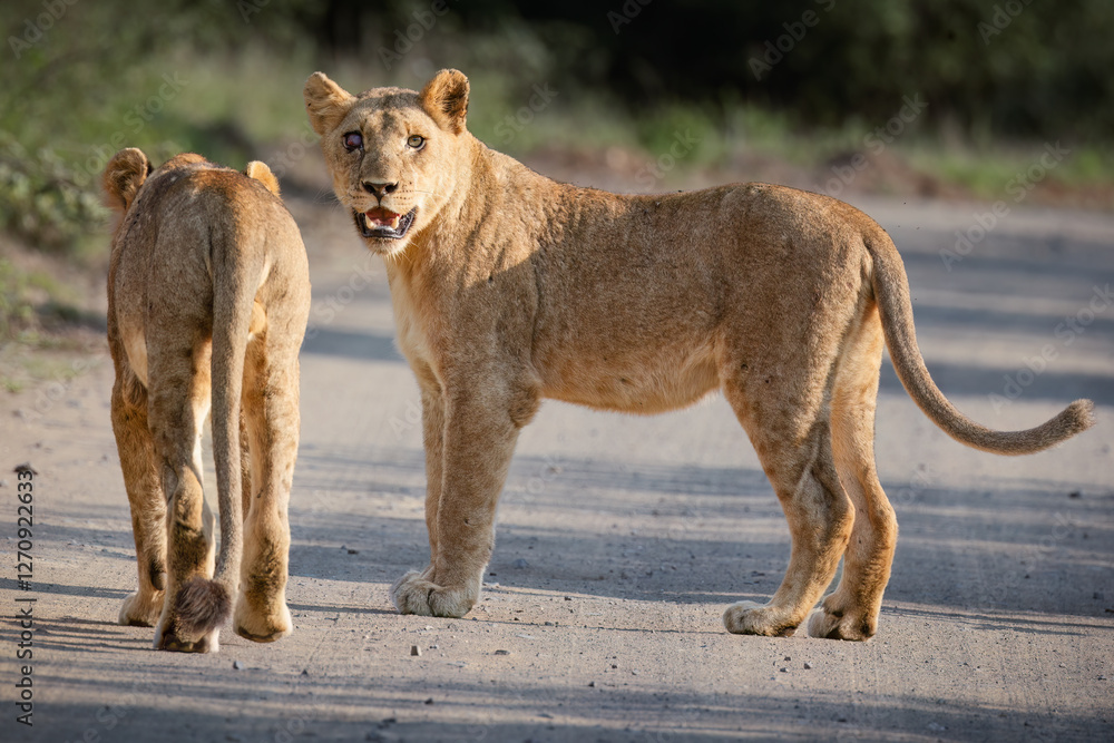 Obraz premium Two young lionesses walking casually and confidently in the road, with one walking away and the other, with a damaged eye, looking back at the photographer in a game reserve in South Africa.