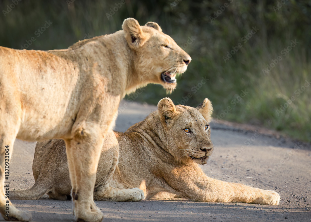 Obraz premium Two relaxed young lionesses, one lying down and one standing in the road, looking casually into the bush of their habitat, while against a blurred background in a game reserve in South Africa.