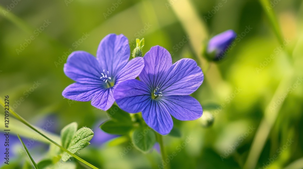 Speedwell Beauty: Closeup of Beautiful Purple Veronica Flower in Green Garden Speedwell Beauty: Closeup of Beautiful Purple Veronica Flower in Green Garden