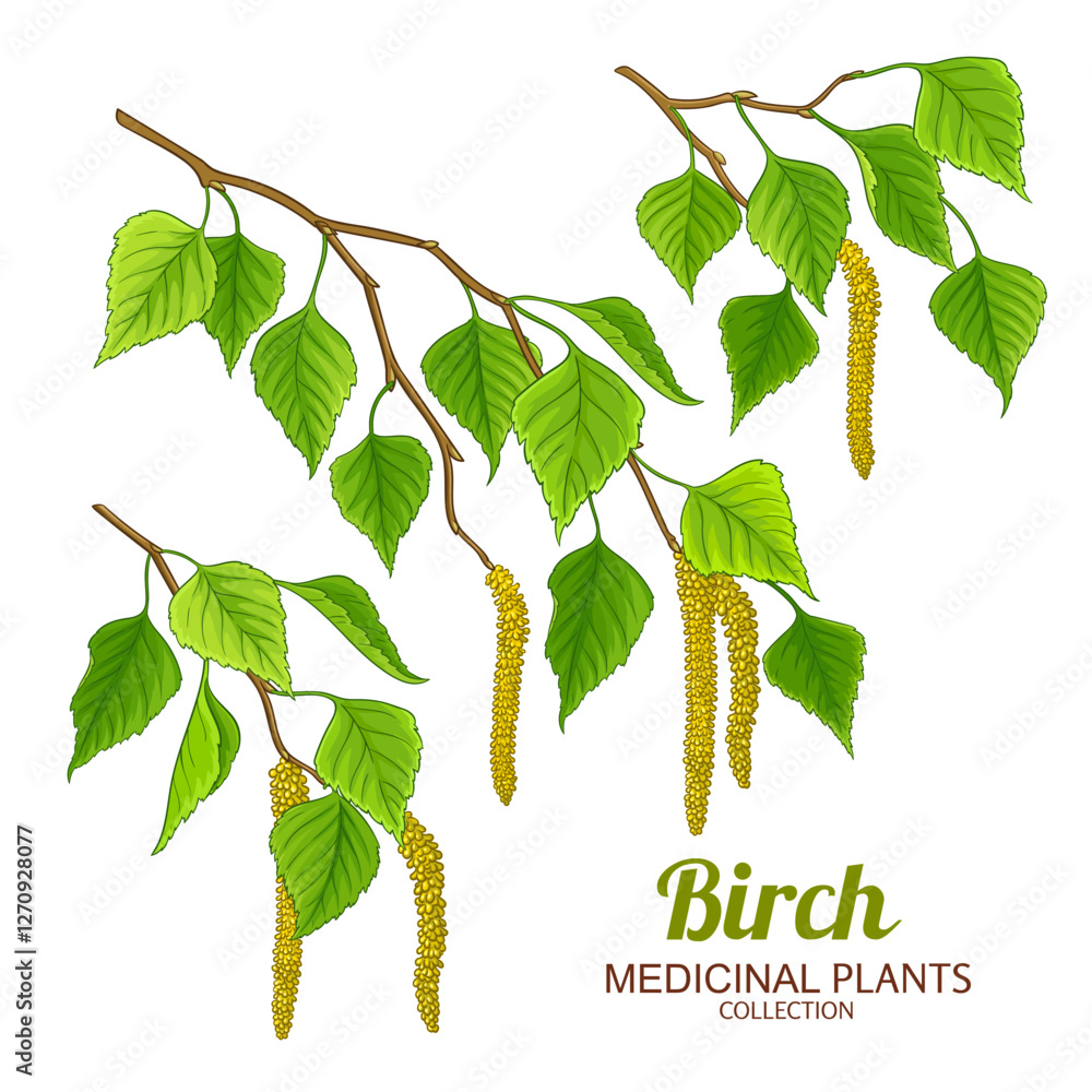 Birch Branch with Flowers and Leaves Colored Illustration. Essential oil ingredient for cosmetics, spa, aromatherapy, health care, alternative medicine. Vector isolated for design or decoration.