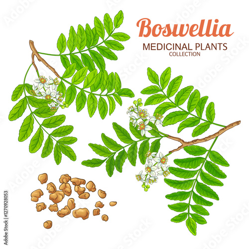 Boswellia Branch with Flowers and Leaves Colored Illustration. Essential oil ingredient for cosmetics, spa, aromatherapy, health care, alternative medicine. Vector isolated for design or decoration.