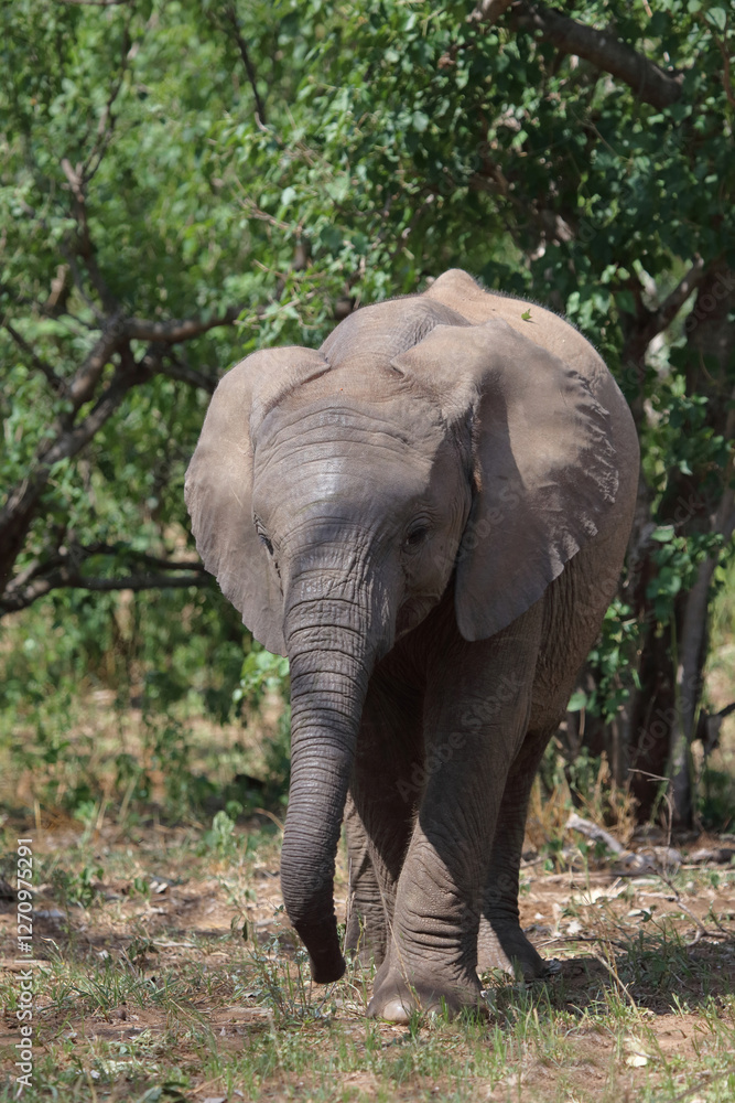 Obraz premium Afrikanischer Elefant / African elephant / Loxodonta africana