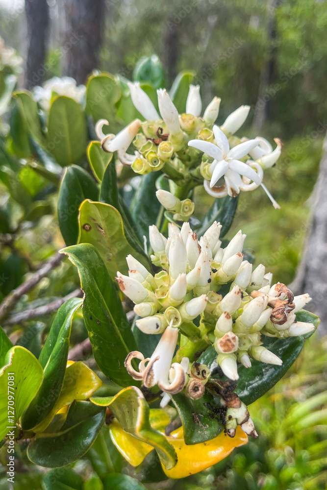 Gaertnera vaginata Poir. is a plant species in the Rubiaceae family, native to tropical regions, including Mauritius and Réunion, typically found in forested habitats. Gaertnera vaginata Poir. is a plant species in the Rubiaceae family, native to tropical regions, including Mauritius and Réunion, typically found in forested habitats.