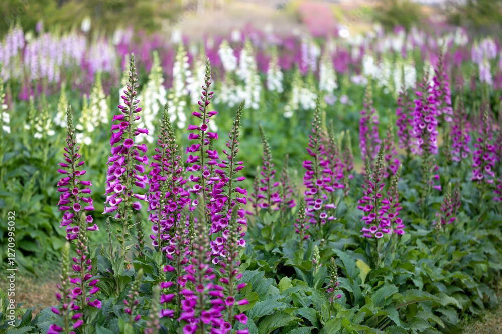 Obraz premium Foxglove flowers in full bloom on the background for spring and summer English country cottage garden for perennial and annual plant usage