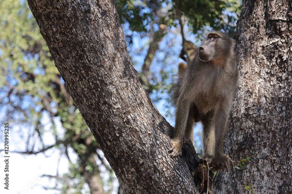 Fototapeta premium Bärenpavian / Chacma baboon / Papio ursinus