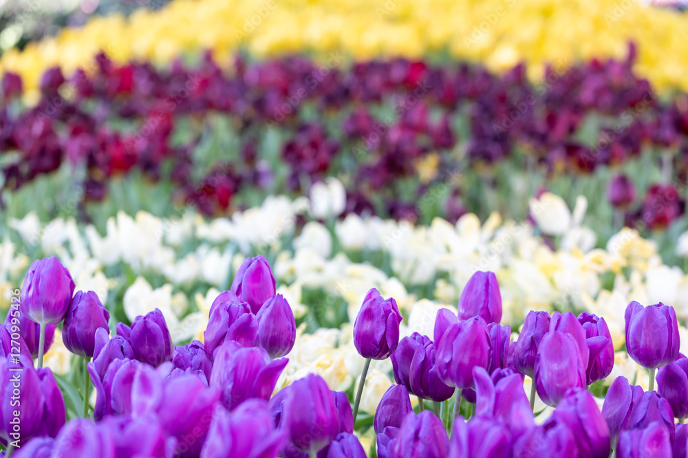 Fototapeta premium Field of tulip in full bloom on the background for spring and summer English country cottage garden for perennial and annual plants