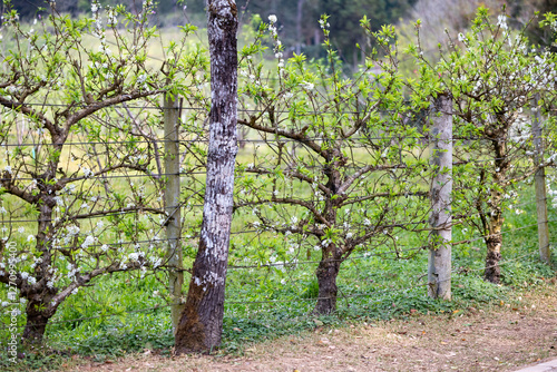 Fotografia Trained espalier peach fruit tree as a living edible fence in the countryside fo