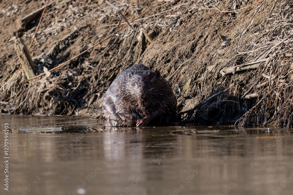 Beaver sitting on the river bank