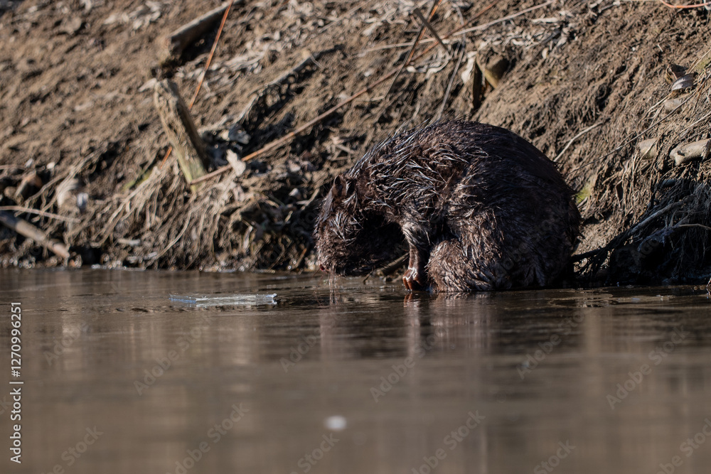 Beaver sitting on the river bank