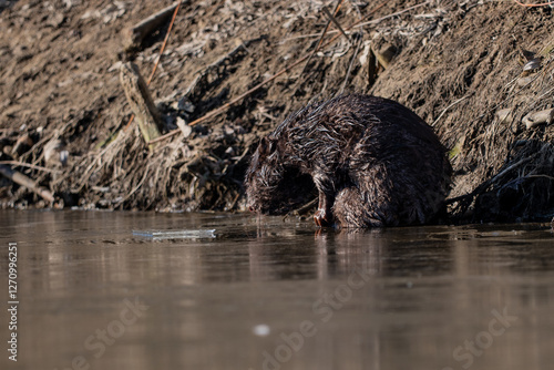 Obraz na płótnie Beaver sitting on the river bank w salonie