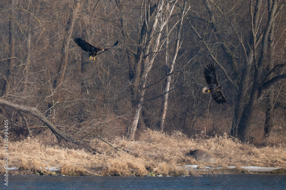 Two white-tailed eagles in flight over the Narew River In Poland