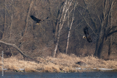Obraz na płótnie Two white-tailed eagles in flight over the Narew River In Poland w salonie