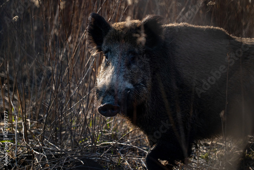 Obraz na płótnie Wild boar in forest w salonie