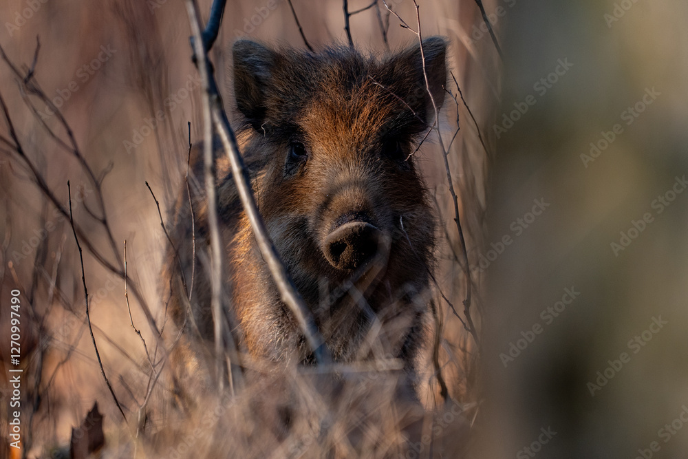 young wild boar in forest