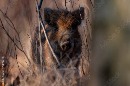 Obraz na płótnie young wild boar in forest w salonie