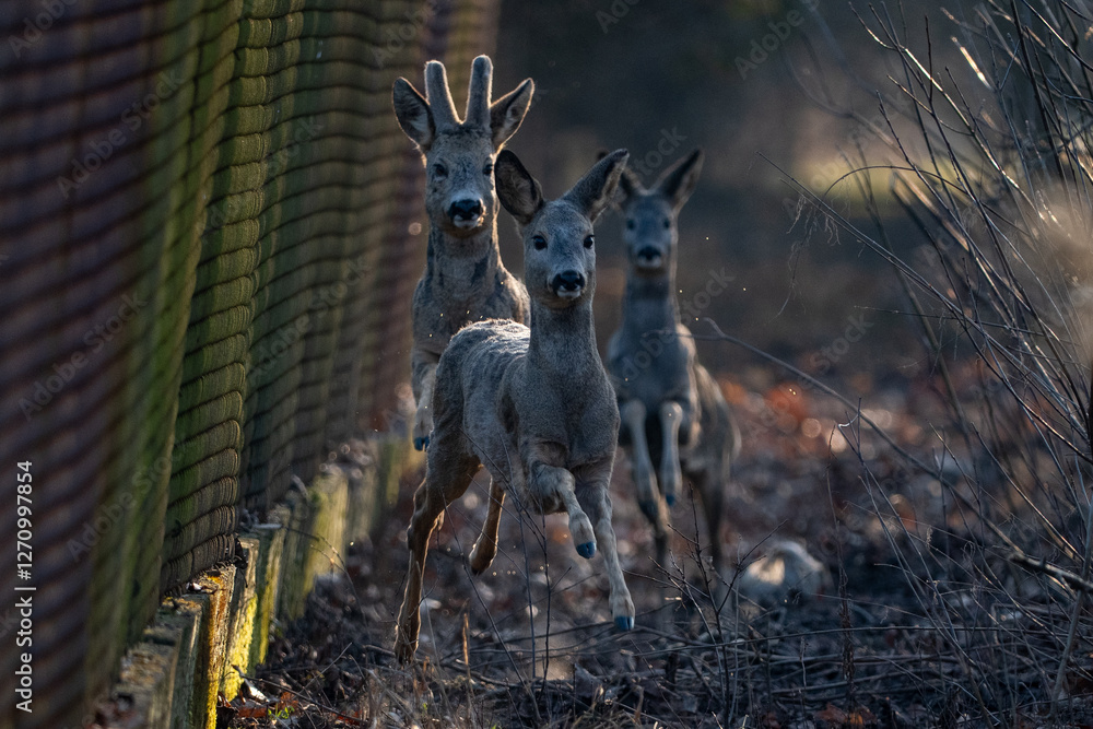 A herd of deer running towards the camera