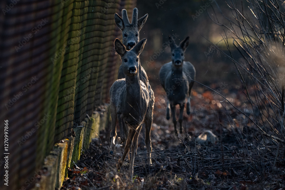 A herd of deer running towards the camera