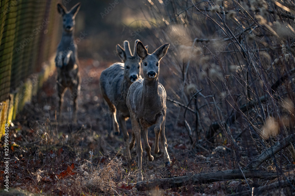 A herd of deer running towards the camera