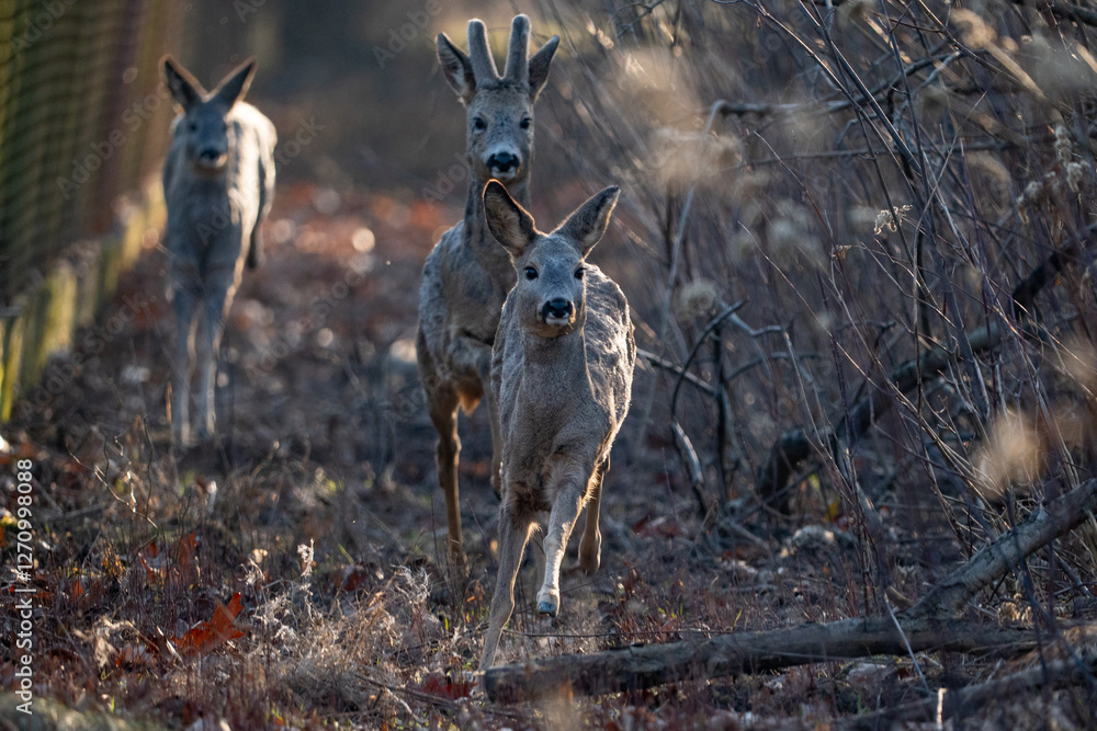 A herd of deer running towards the camera