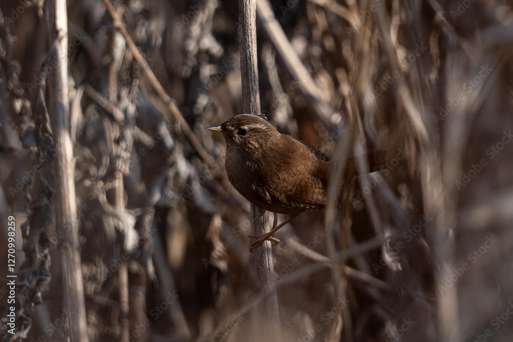 wren bird - Troglodytes troglodytes
