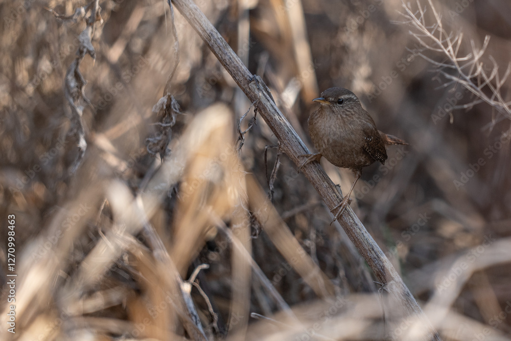 wren bird - Troglodytes troglodytes