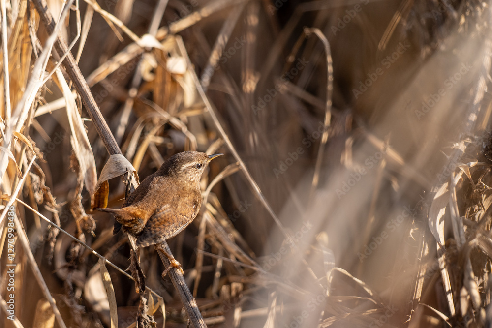 wren bird - Troglodytes troglodytes