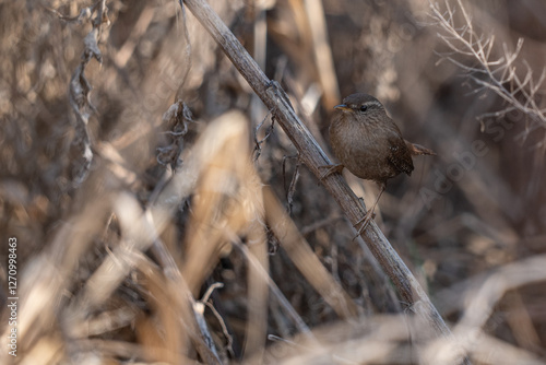 Obraz na płótnie wren bird - Troglodytes troglodytes w salonie