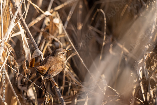 Obraz na płótnie wren bird - Troglodytes troglodytes w salonie