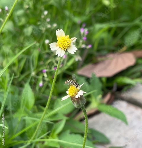 Wallpaper Mural Gletang (Tridax procumbens) grows wild in the garden. Butterflies and bees Torontodigital.ca