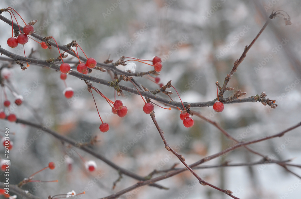 Closeup tree branches with red berries against natural winter garden landscape. Winter environment concept. Free copy space Closeup tree branches with red berries against natural winter garden landscape. Winter environment concept. Free copy space