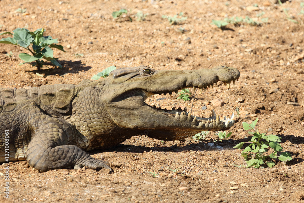 Fototapeta premium Nilkrokodil / Nile crocodile / Crocodylus niloticus..