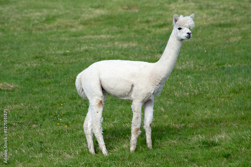 Fototapeta premium White alpaca on the grass, Ireland