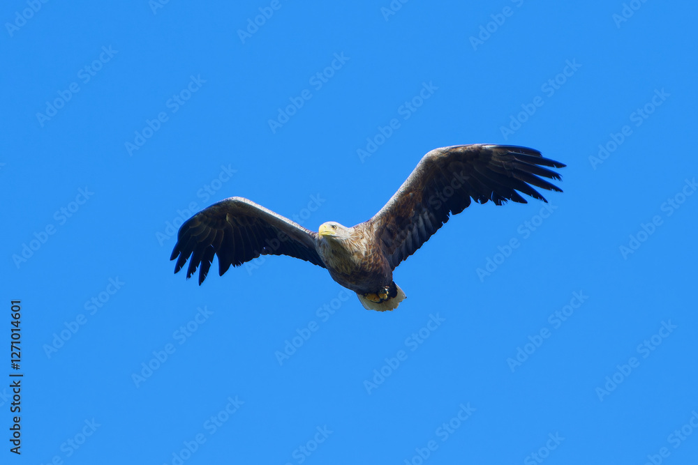 Obraz premium Seeadler bei der Jagd 