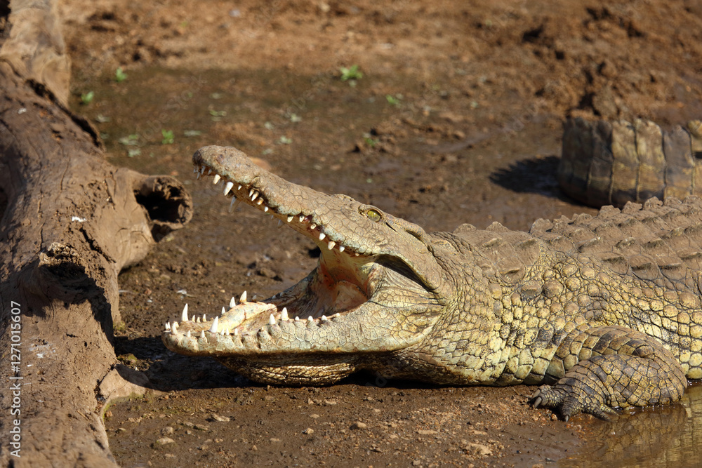 Fototapeta premium Nilkrokodil / Nile crocodile / Crocodylus niloticus..