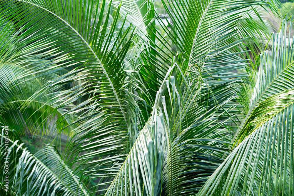 Fototapeta premium Lush palm leaves create a rich green scene typical of Thailand's serene jungles.