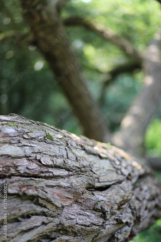 Close-Up of Tree Bark with Blurred Forest Background Close-Up of Tree Bark with Blurred Forest Background