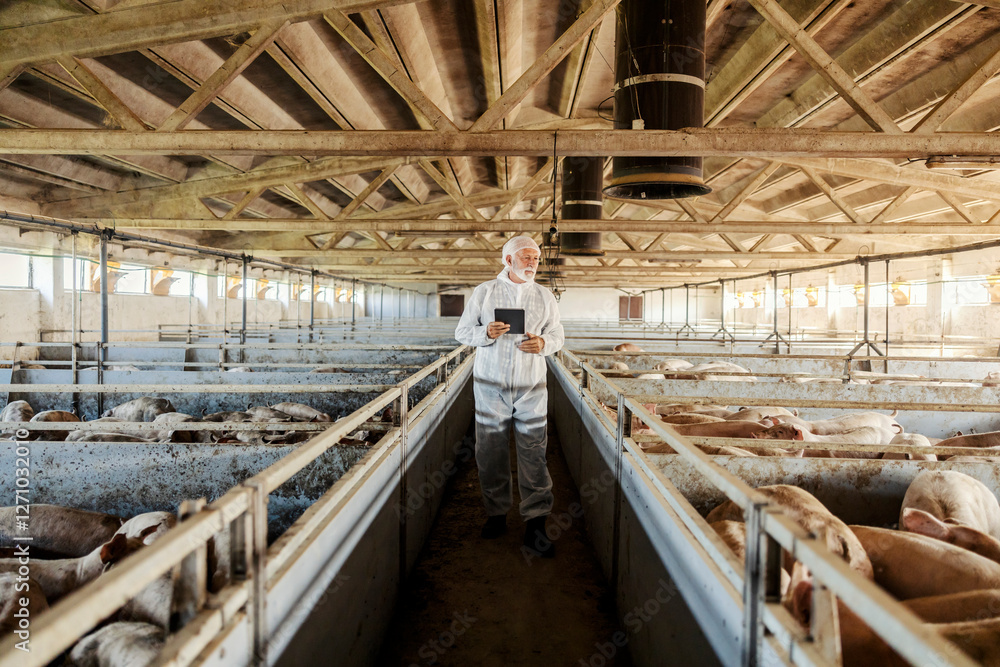 Front view of an old farmer using tablet for checking on pigs in pens at animal farm. Front view of an old farmer using tablet for checking on pigs in pens at animal farm.