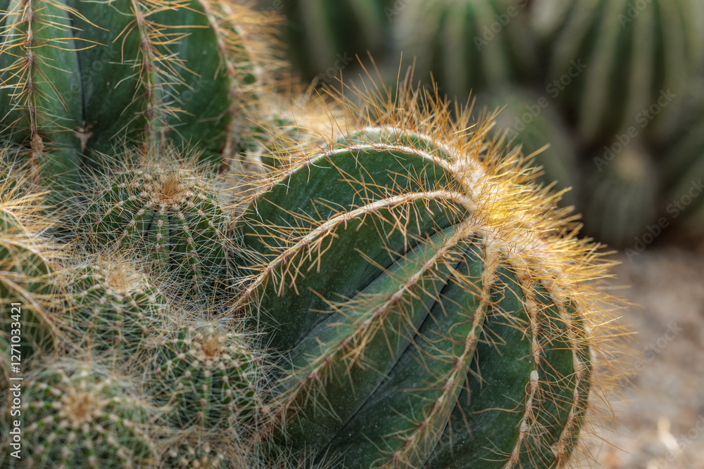Close-up photo of Parodia magnifica cactus with golden spines Close-up photo of Parodia magnifica cactus with golden spines