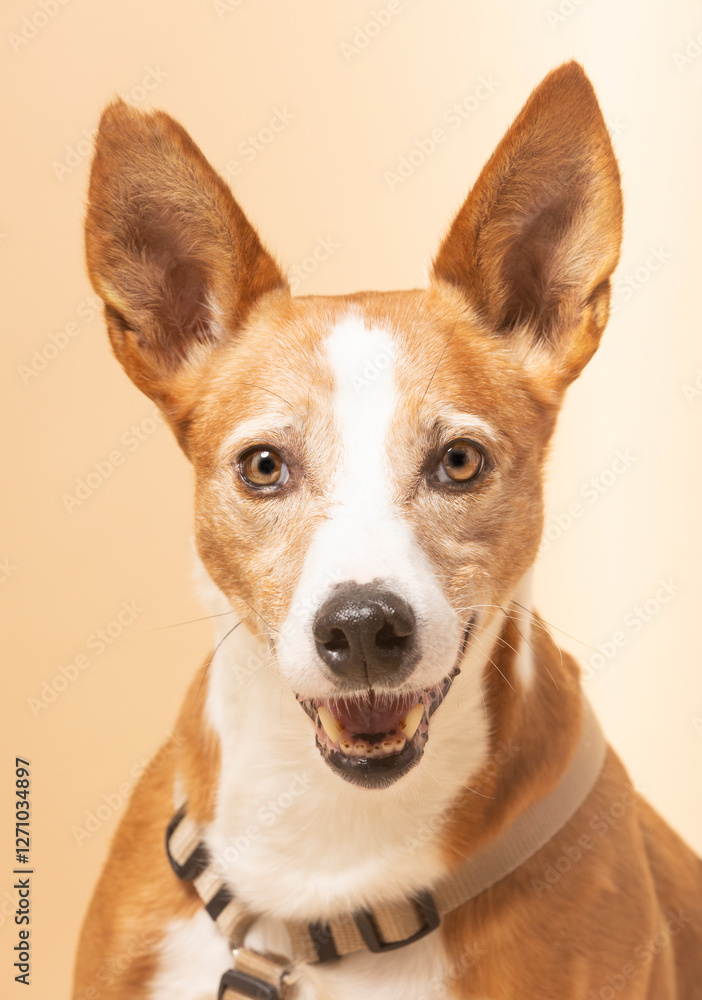 Studio portrait of a happy basenji dog wearing a collar, smiling and panting on a beige background Studio portrait of a happy basenji dog wearing a collar, smiling and panting on a beige background