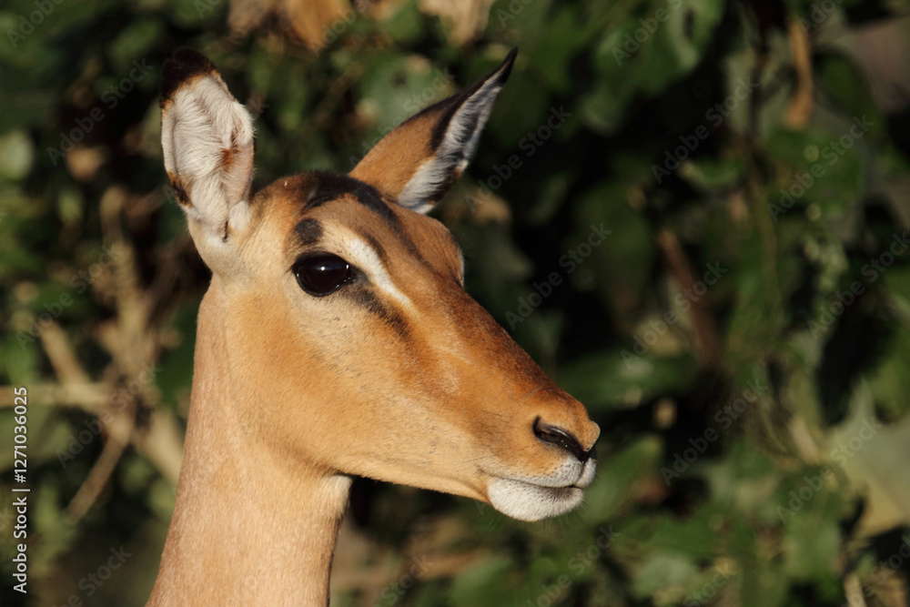 Schwarzfersenantilope / Impala / Aepyceros melampus Schwarzfersenantilope / Impala / Aepyceros melampus