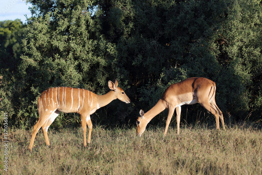 Fototapeta premium Schwarzfersenantilope / Impala / Aepyceros melampus