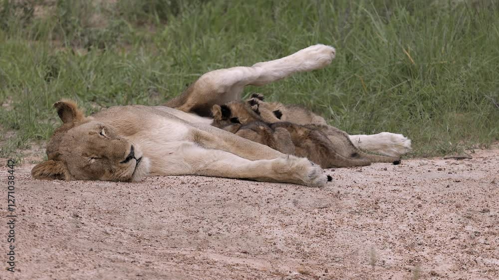 Napping lioness lifts leg to make room for fuzzy nursing lion cubs Napping lioness lifts leg to make room for fuzzy nursing lion cubs