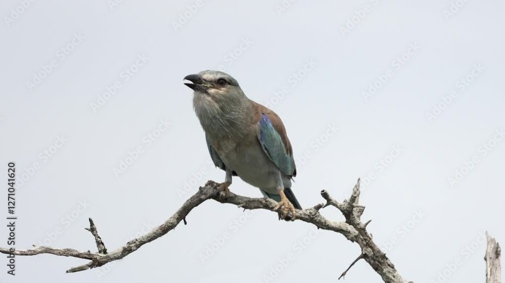 European Roller bird perched isolated on tree branch eats huge grub European Roller bird perched isolated on tree branch eats huge grub