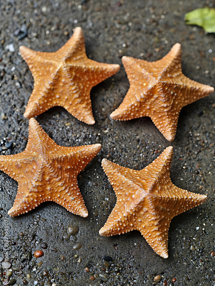 Four orange starfish rest on a wet rocky surface displaying their bumpy textures and symmetrical star shapes. Four orange starfish rest on a wet rocky surface displaying their bumpy textures and symmetrical star shapes.