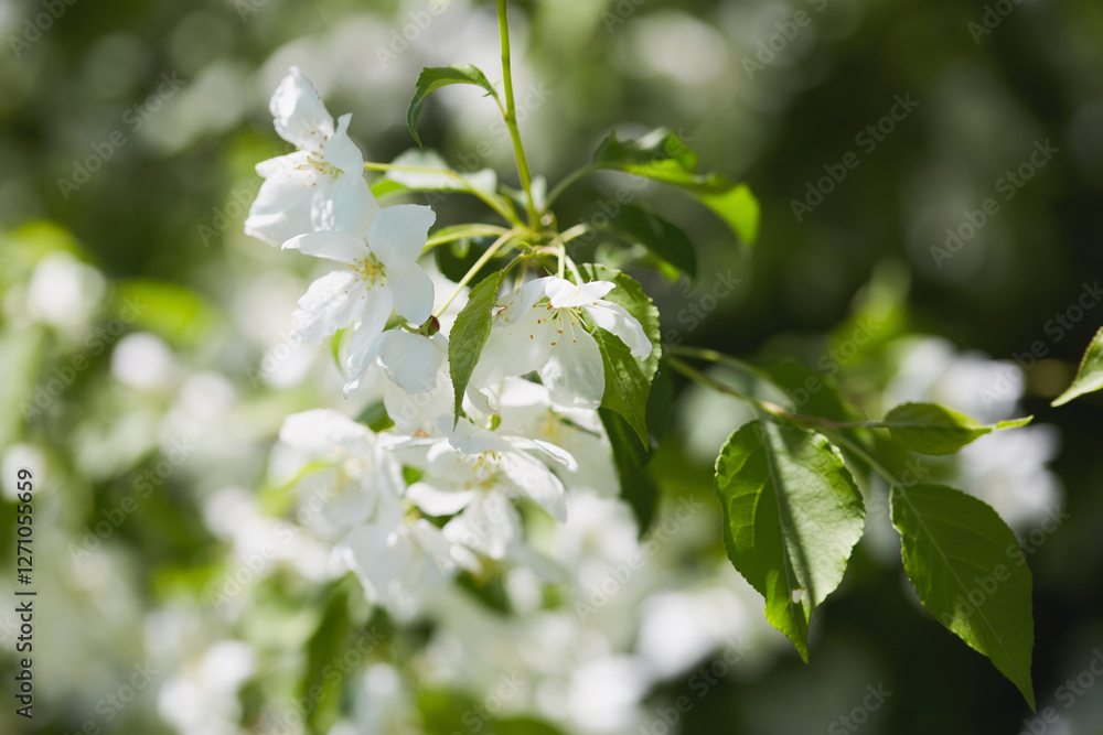 White flowers bloom on a tree branch during springtime in a garden setting White flowers bloom on a tree branch during springtime in a garden setting